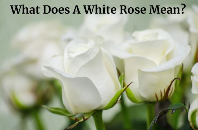 What Does A White Rose Mean?